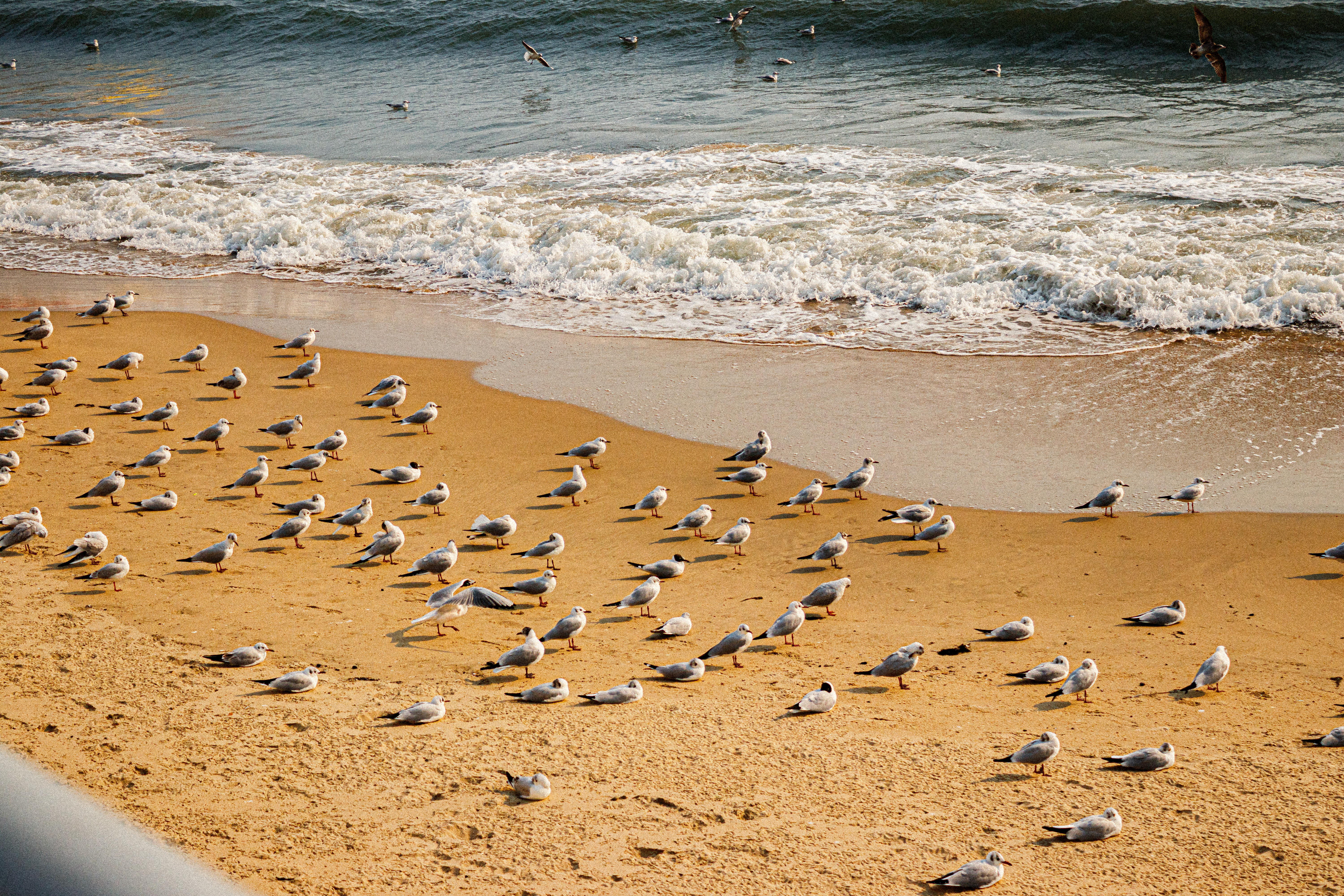 Seagulls on a beach